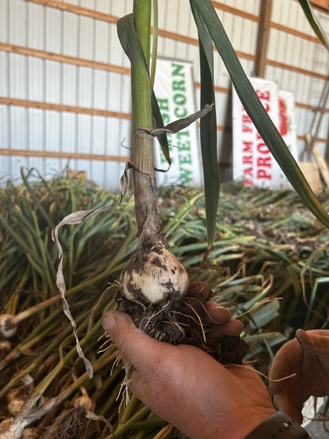 A hand holding up harvested garlic.